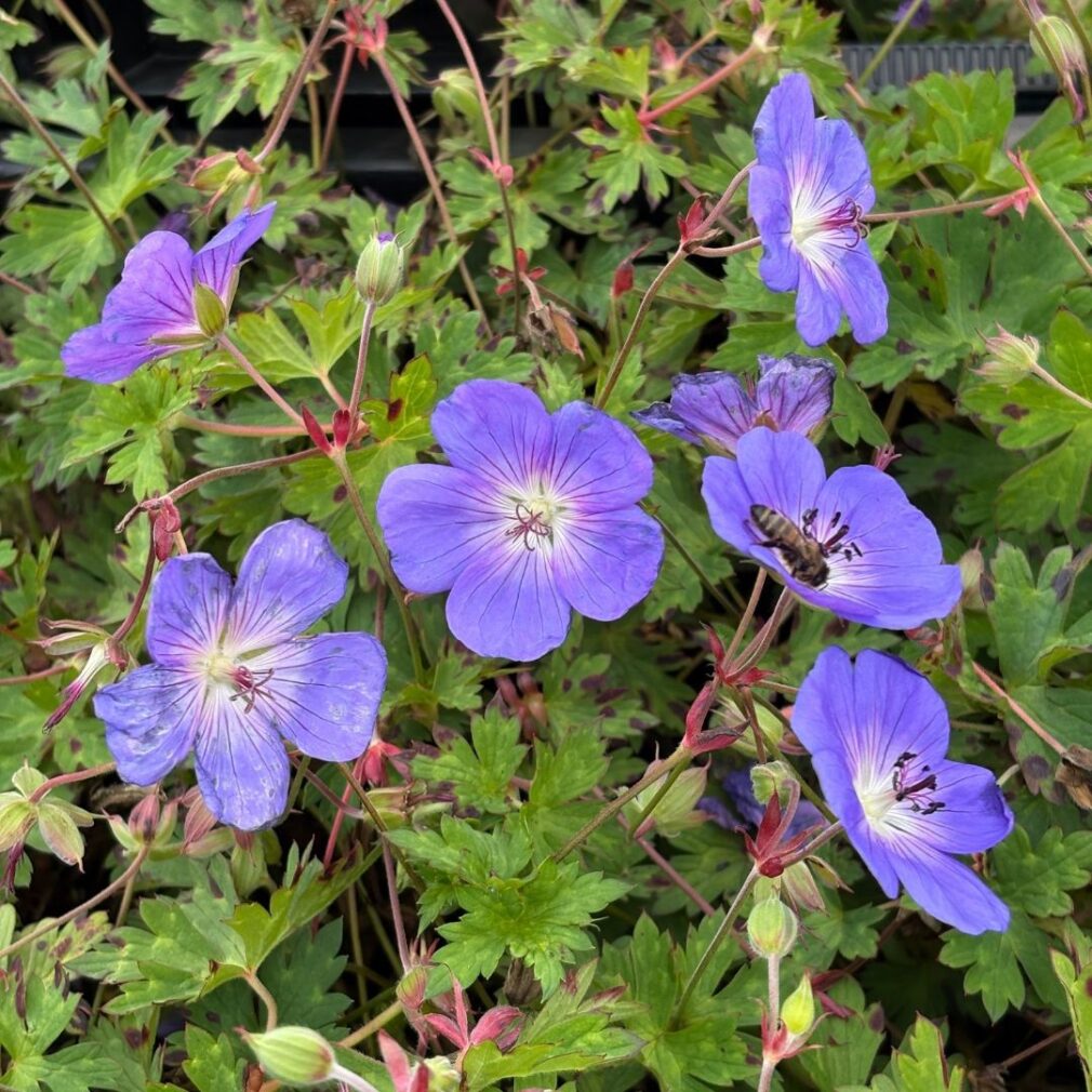 Geranium 'Rozanne' ® (Ooievaarsbek)