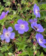 Geranium 'Rozanne' ® (Ooievaarsbek)