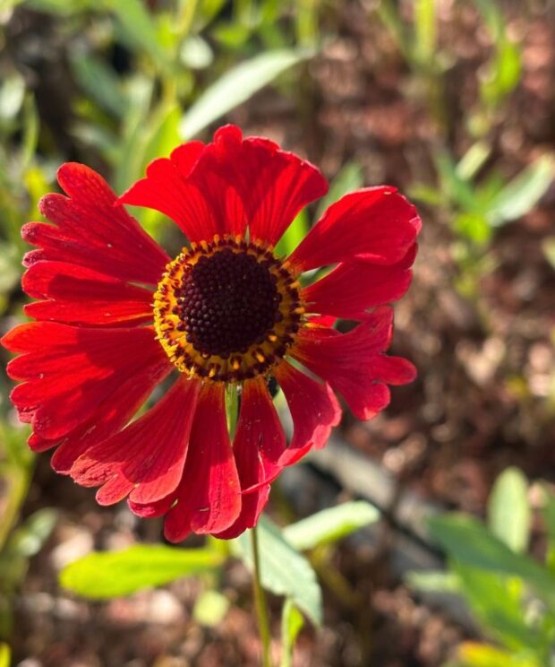 Helenium 'Moerheim Beauty' (Zonnekruid)