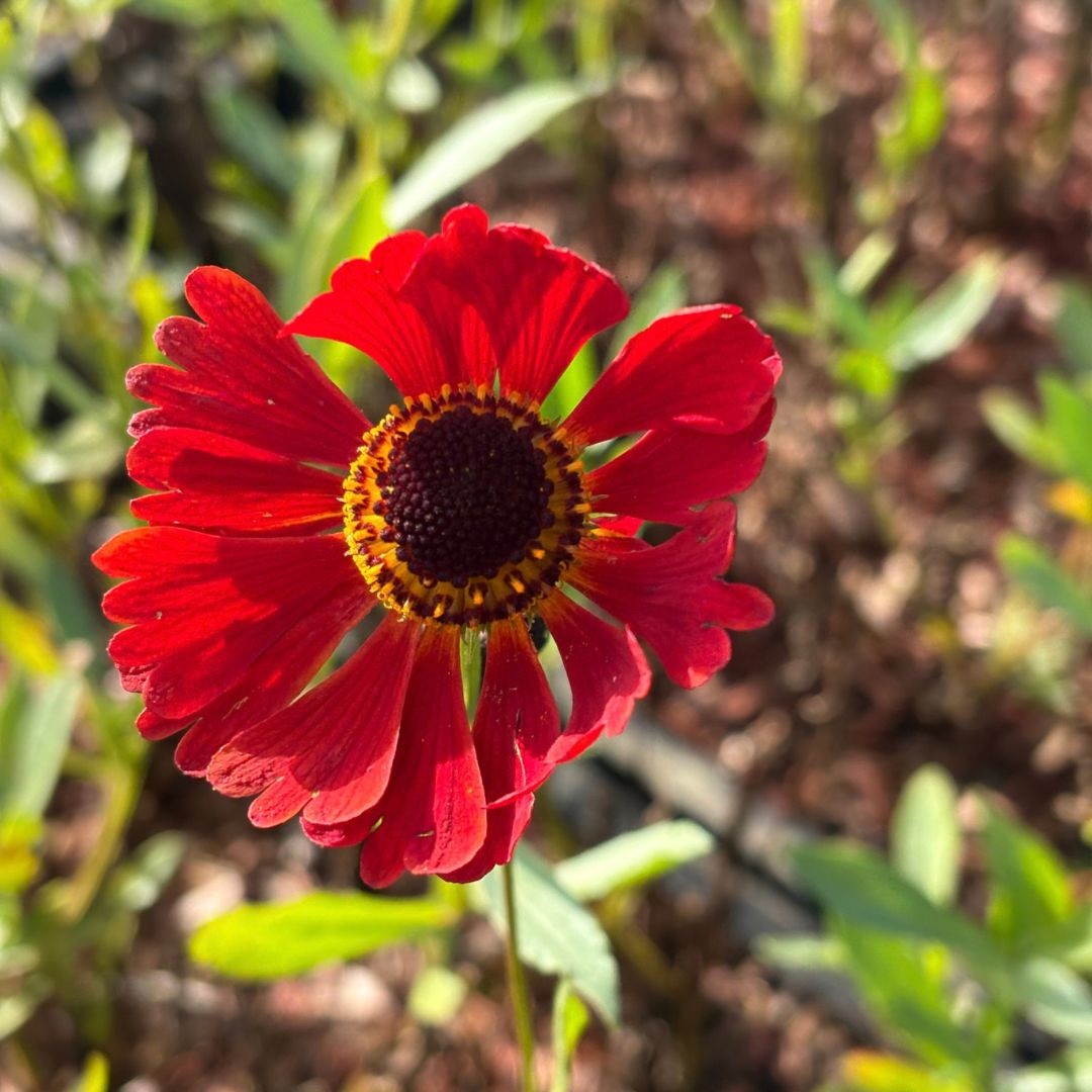 Helenium 'Moerheim Beauty' (Zonnekruid)