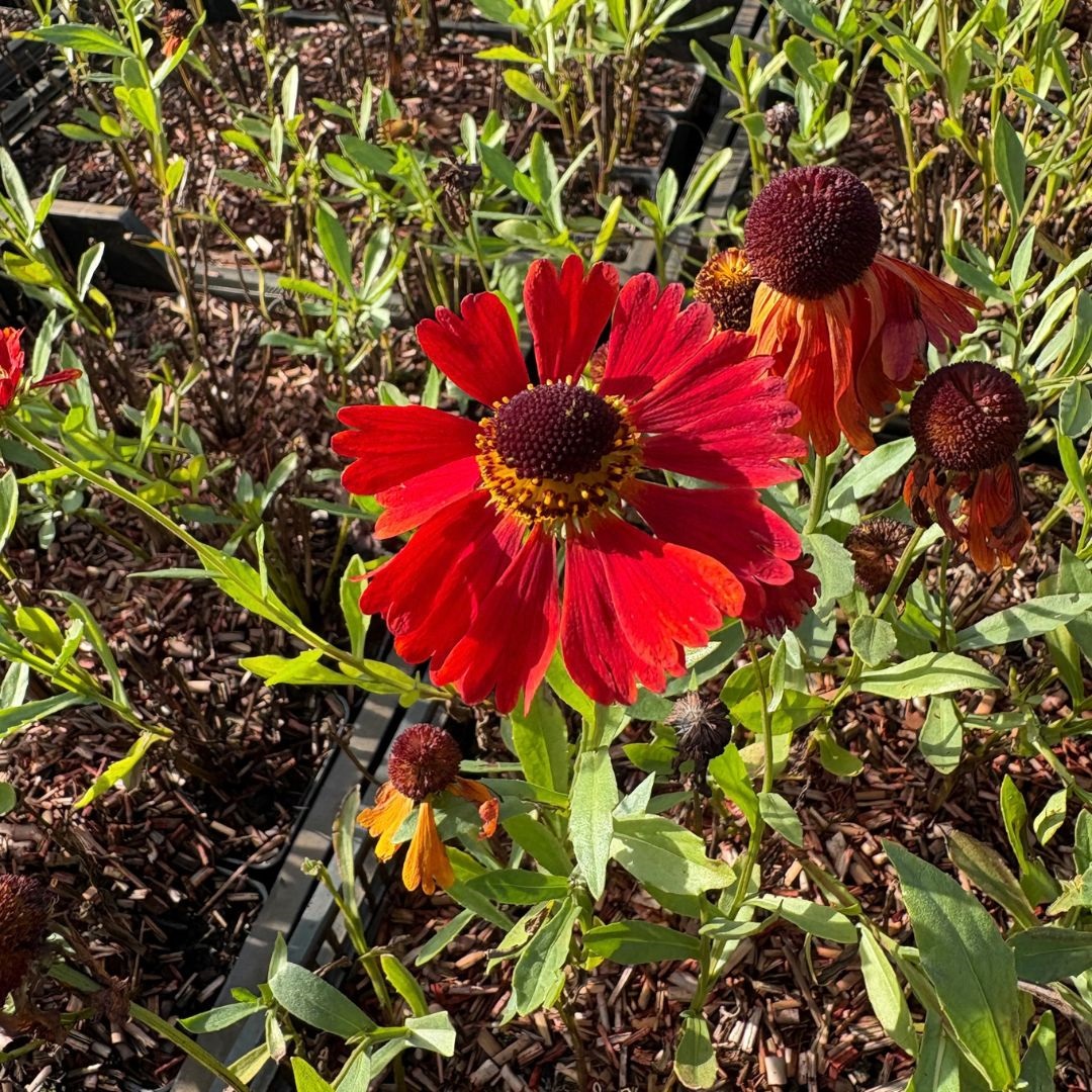 Helenium 'Moerheim Beauty' (Zonnekruid)