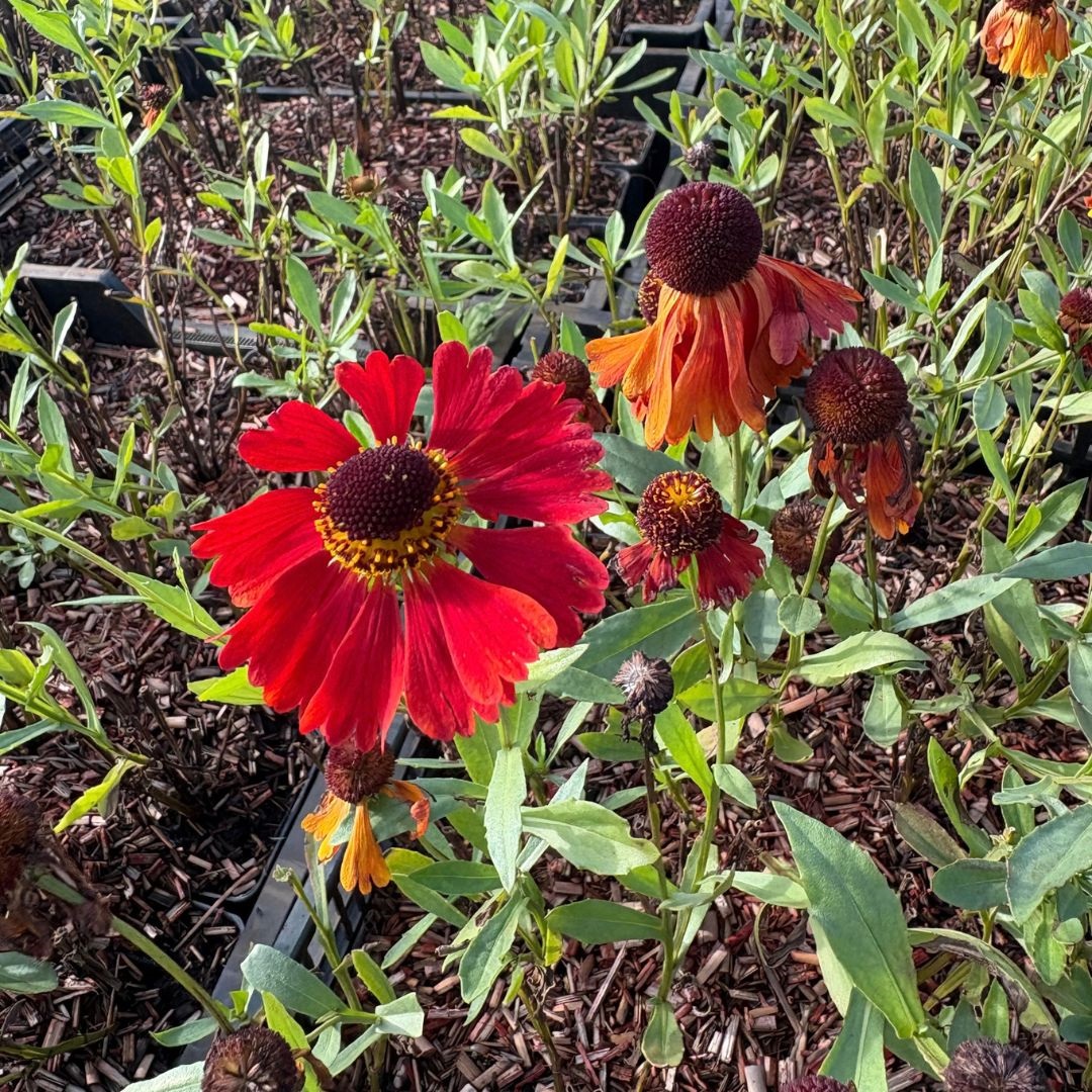 Helenium 'Moerheim Beauty' (Zonnekruid)