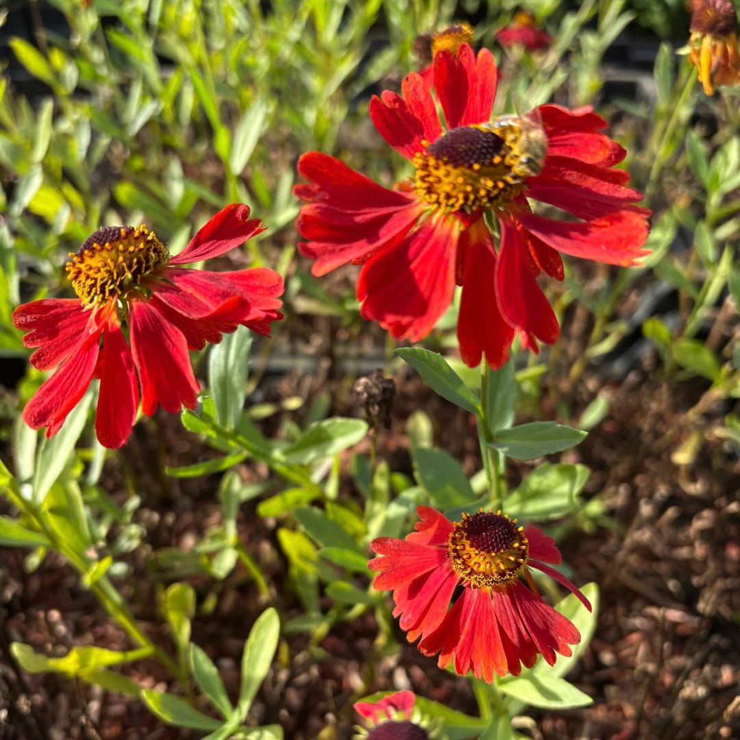 Helenium 'Moerheim Beauty' (Zonnekruid)