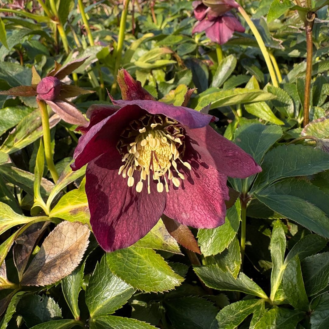 Helleborus orientalis 'Pretty Ellen Red' (Nieskruid)