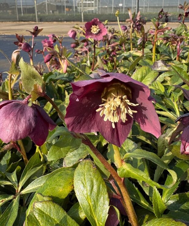 Helleborus orientalis 'Pretty Ellen Red' (Nieskruid)