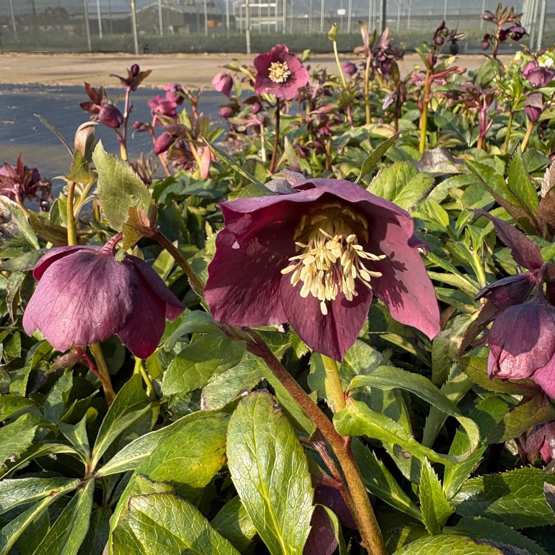 Helleborus orientalis 'Pretty Ellen Red' (Nieskruid)