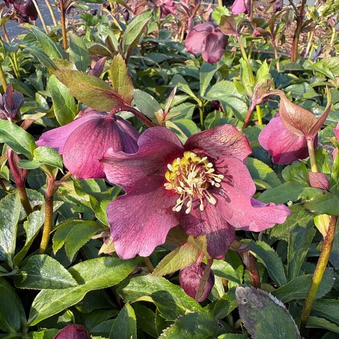 Helleborus orientalis 'Pretty Ellen Red' (Nieskruid)