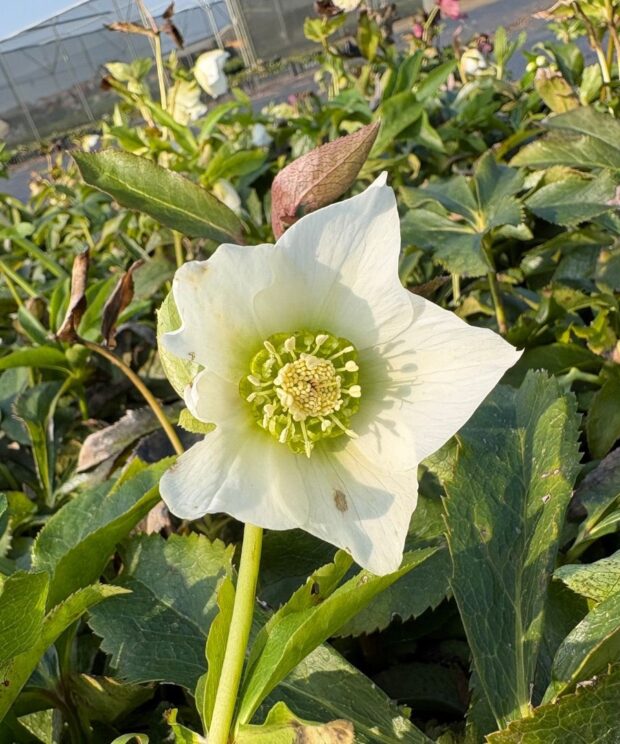 Helleborus orientalis 'Pretty Ellen White' (Nieskruid)