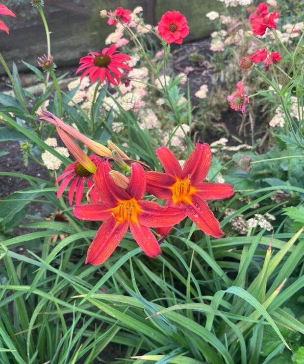 Hemerocallis 'Sammy Russell' (Daglelie)