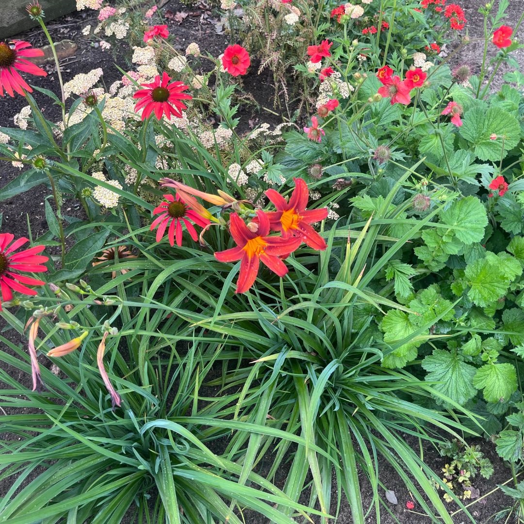 Hemerocallis 'Sammy Russell' (Daglelie)