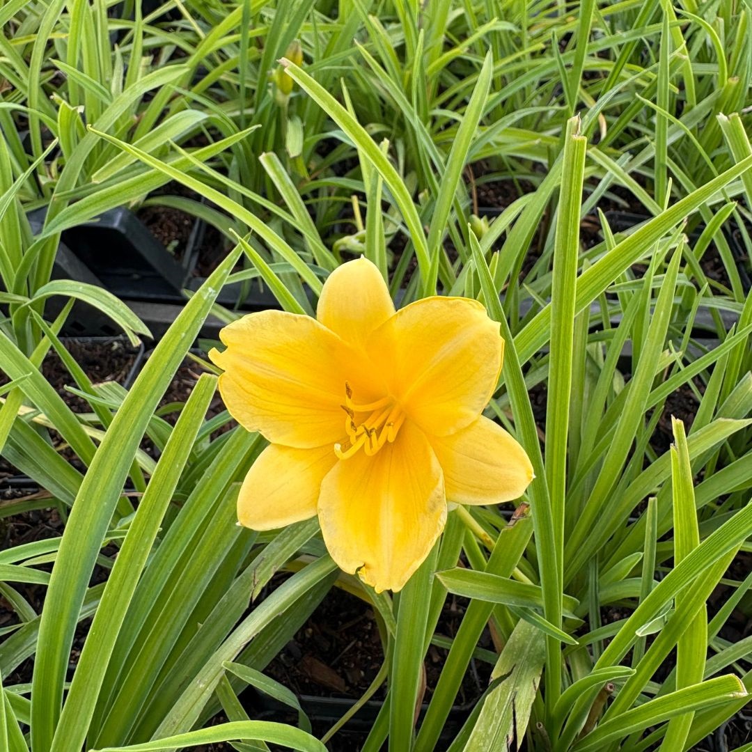 Hemerocallis 'Stella de Oro' (Daglelie)