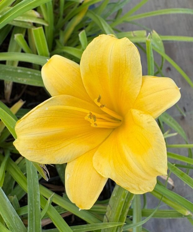 Hemerocallis 'Stella de Oro' (Daglelie)