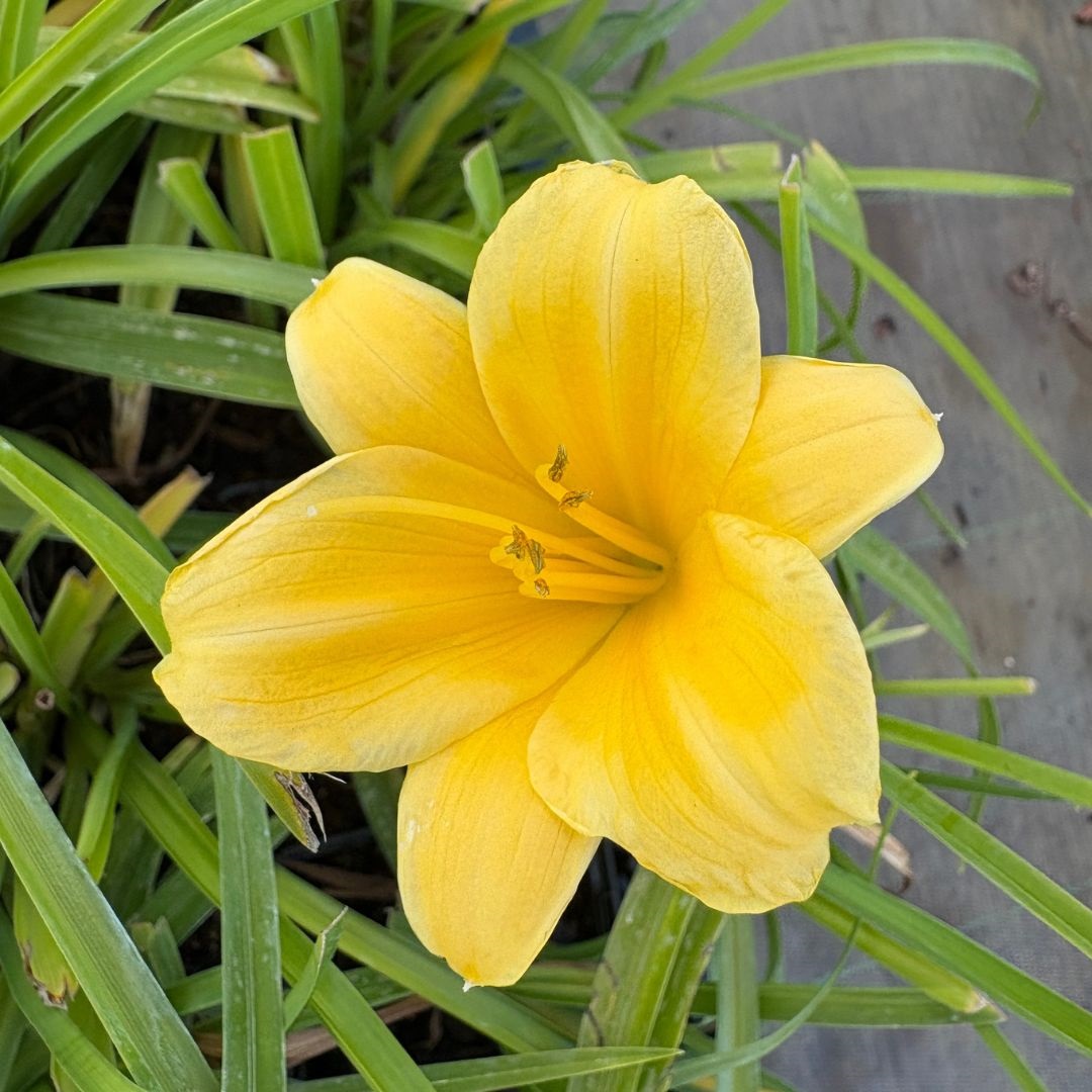 Hemerocallis 'Stella de Oro' (Daglelie)
