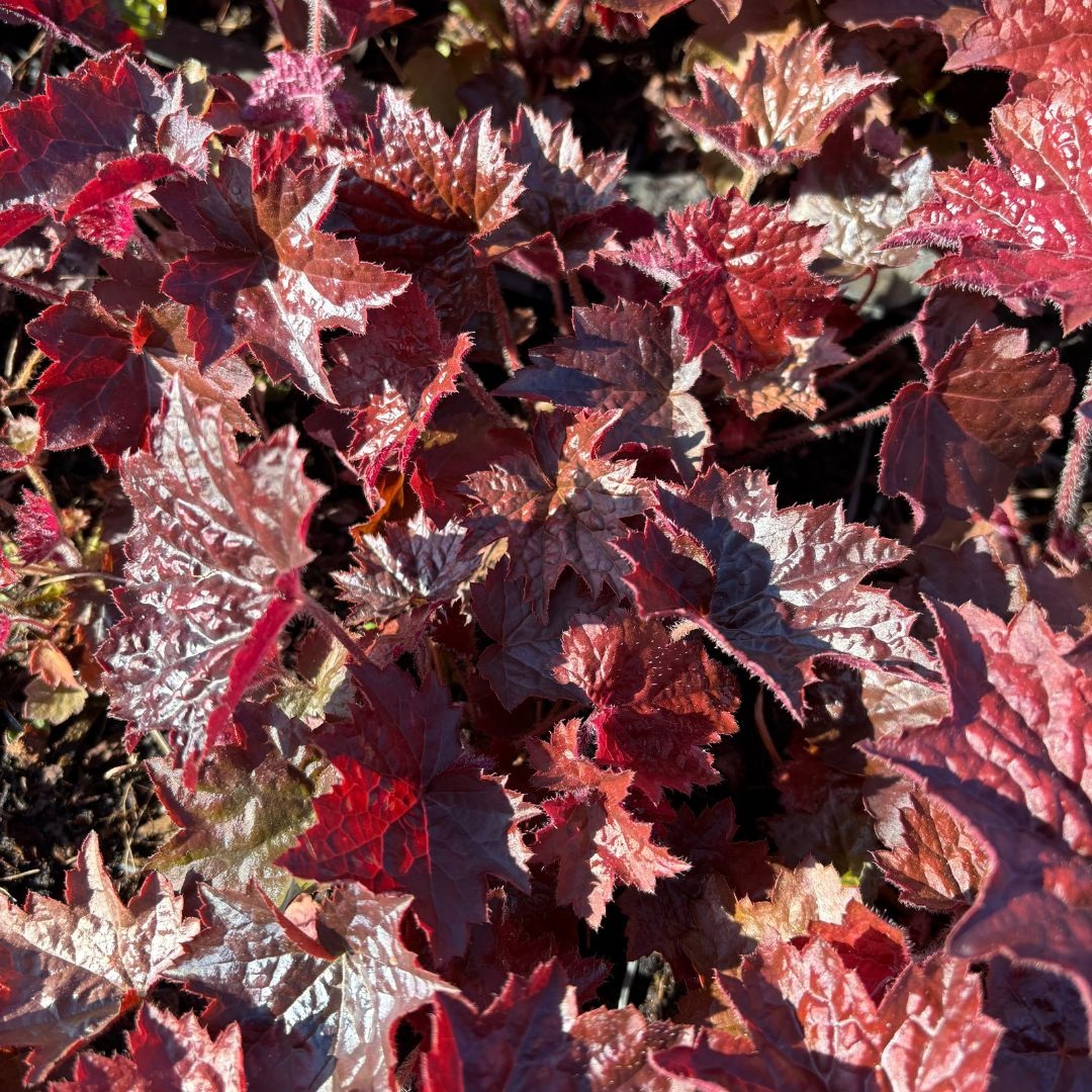 Heuchera micrantha 'Palace Purple' (Purperklokje)