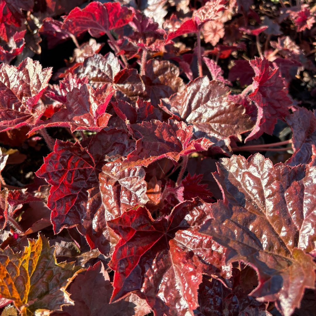 Heuchera micrantha 'Palace Purple' (Purperklokje)