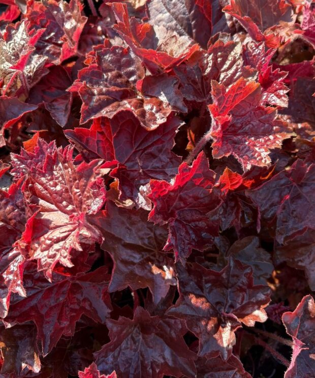 Heuchera micrantha 'Palace Purple' (Purperklokje)