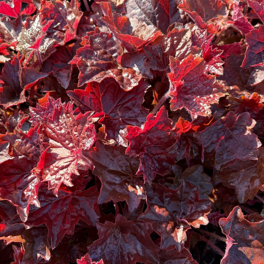 Heuchera micrantha 'Palace Purple' (Purperklokje)
