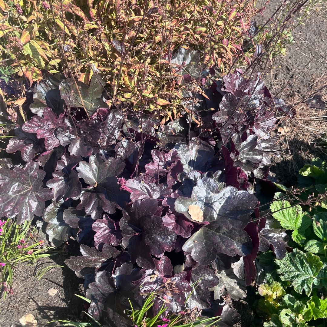 Heuchera 'Obsidian' ®(Purperklokje)