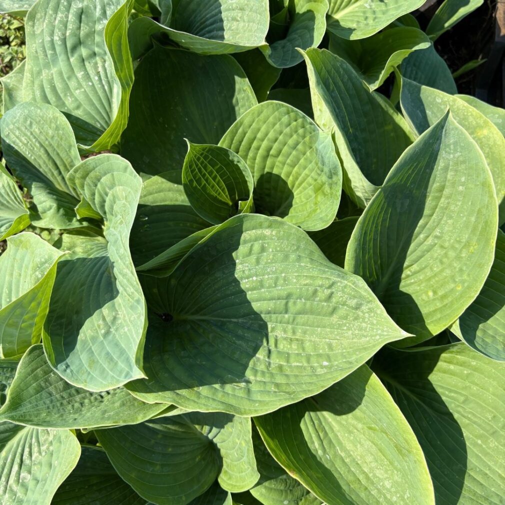 Hosta sieboldiana 'Elegans' (Hartlelie)
