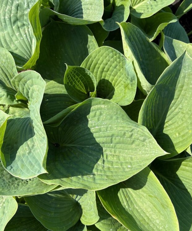 Hosta sieboldiana 'Elegans' (Hartlelie)