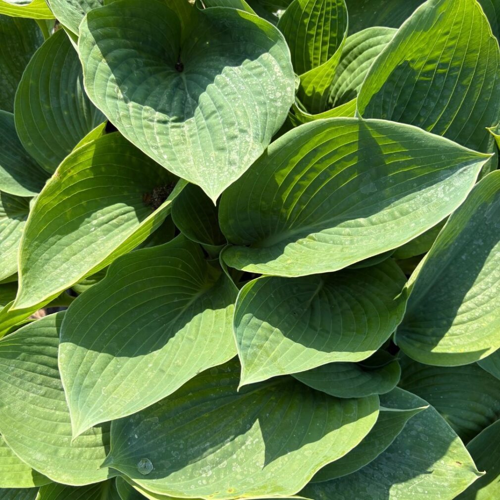 Hosta sieboldiana 'Elegans' (Hartlelie)