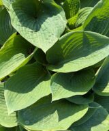 Hosta sieboldiana 'Elegans' (Hartlelie)
