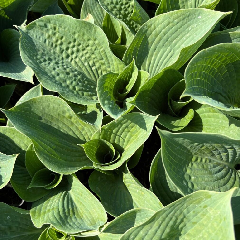 Hosta sieboldiana (Hartlelie)