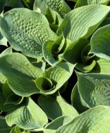 Hosta sieboldiana (Hartlelie)