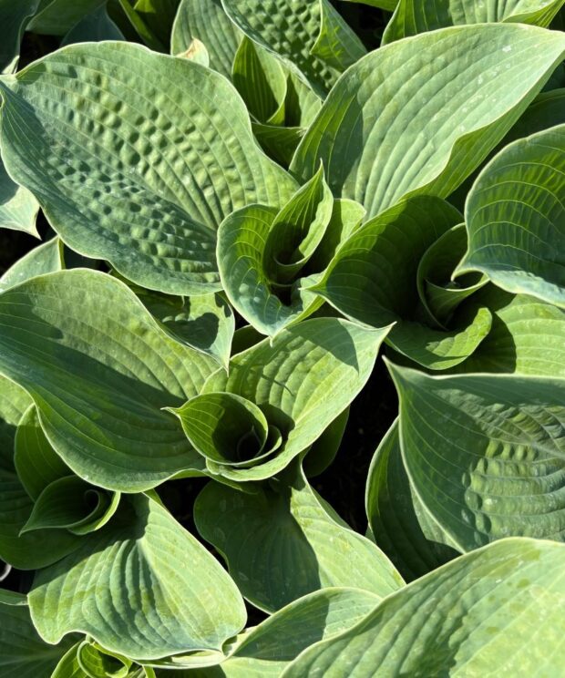 Hosta sieboldiana (Hartlelie)