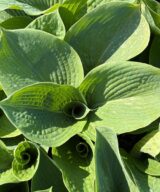 Hosta sieboldiana (Hartlelie)
