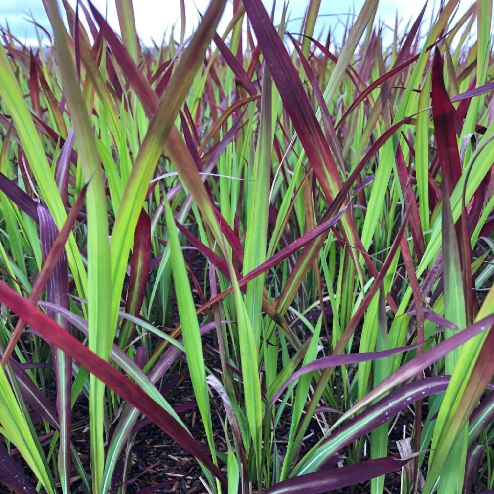 Imperata cylindrica 'Red Baron' (Bloedgras)