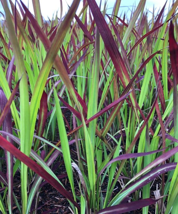 Imperata cylindrica 'Red Baron' (Bloedgras)