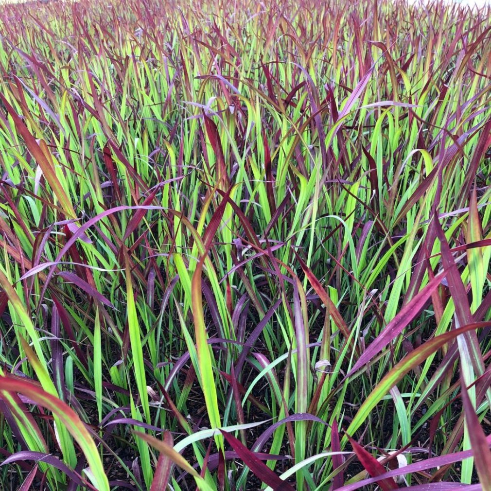 Imperata cylindrica 'Red Baron' (Bloedgras)
