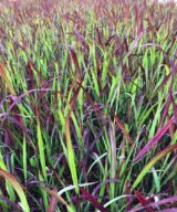 Imperata cylindrica 'Red Baron' (Bloedgras)