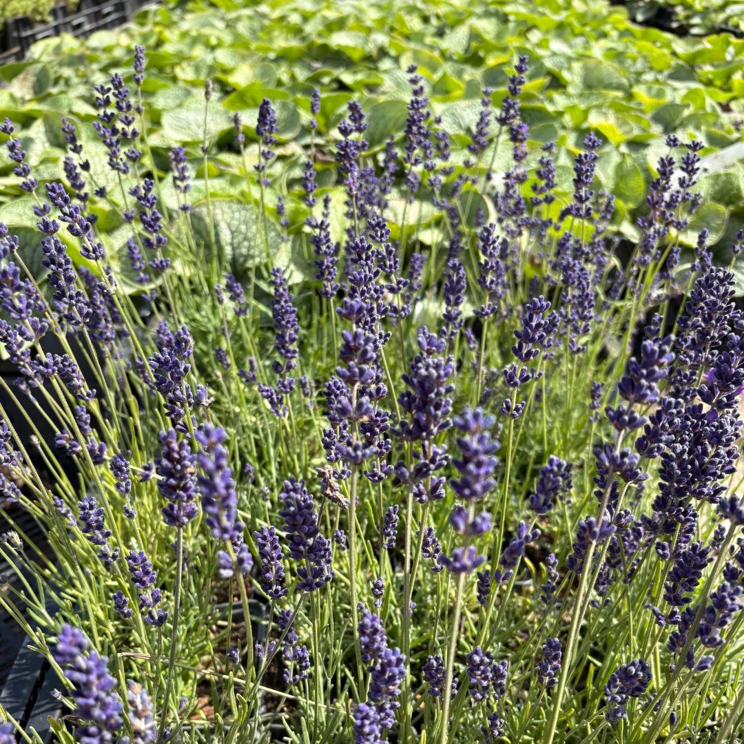 Lavandula angustifolia 'Hidcote' (Lavendel)
