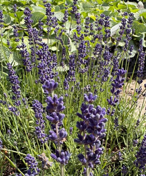 Lavandula angustifolia 'Hidcote' (Lavendel)