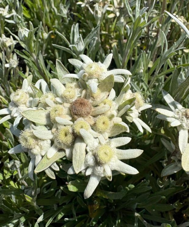 Leontopodium alpinum (Alpen Edelweiss)