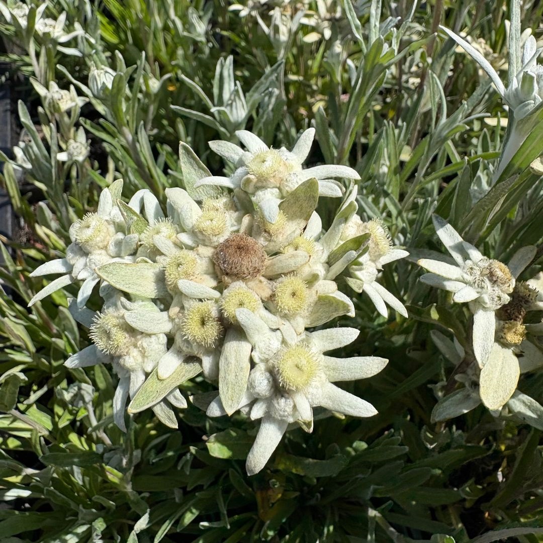Leontopodium alpinum (Alpen Edelweiss)