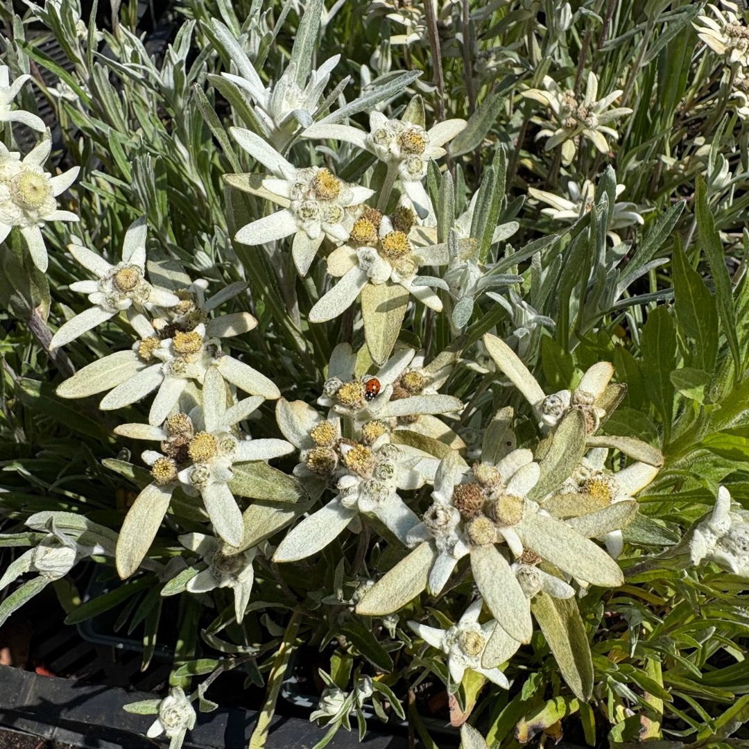 Leontopodium alpinum (Alpen Edelweiss)