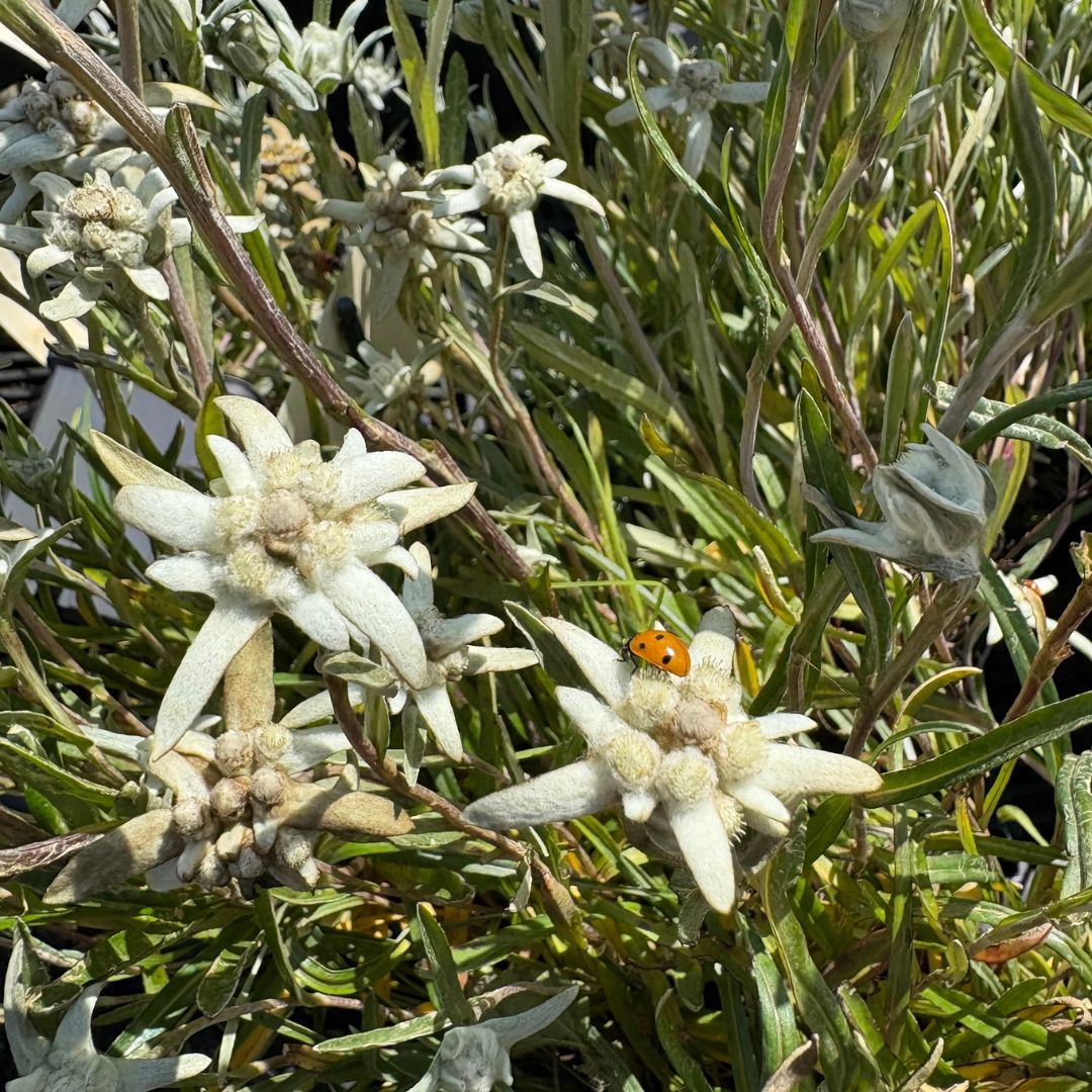 Leontopodium alpinum (Alpen Edelweiss)
