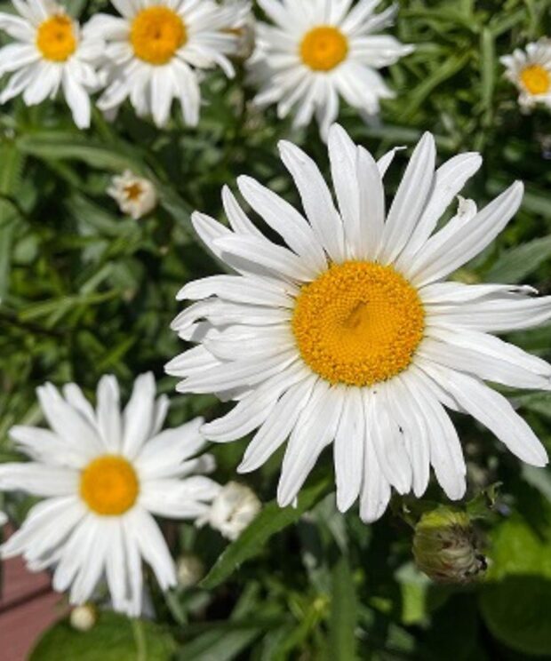 Leucanthemum superbum 'Silberprinzessche' (Herfstmargriet)