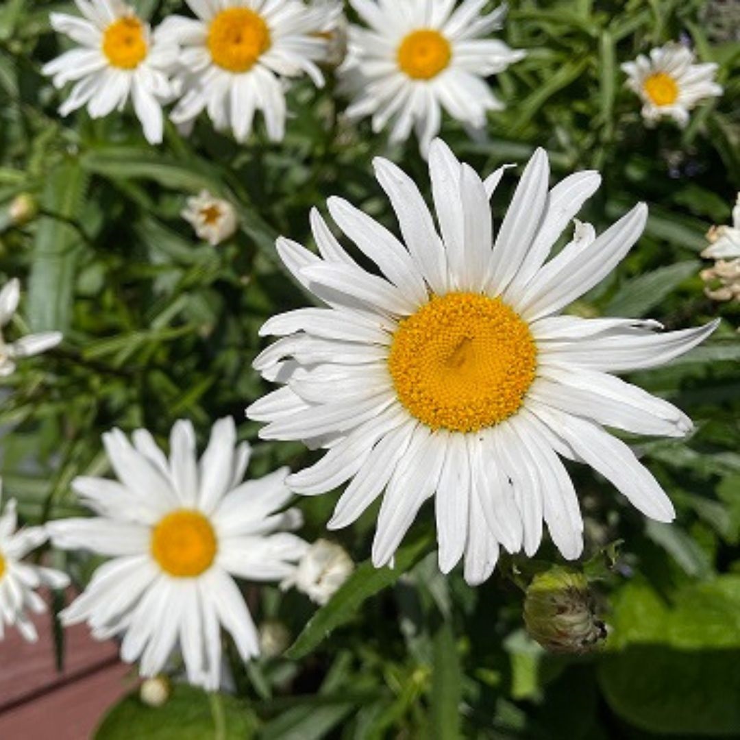 Leucanthemum superbum 'Silberprinzessche' (Herfstmargriet)