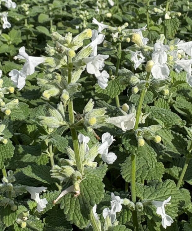 Nepeta racemosa 'Snowflake' (Kattenkruid)