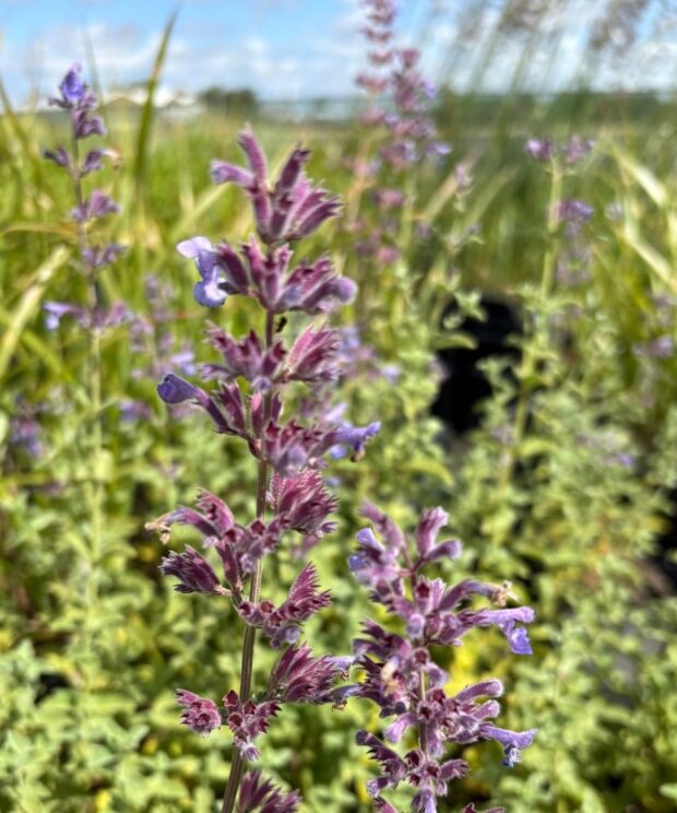 Nepeta faassenii 'Six Hills Giant' (Kattenkruid)