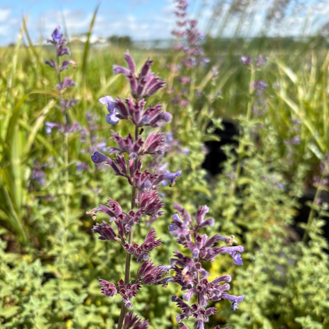 Nepeta faassenii 'Six Hills Giant' (Kattenkruid)