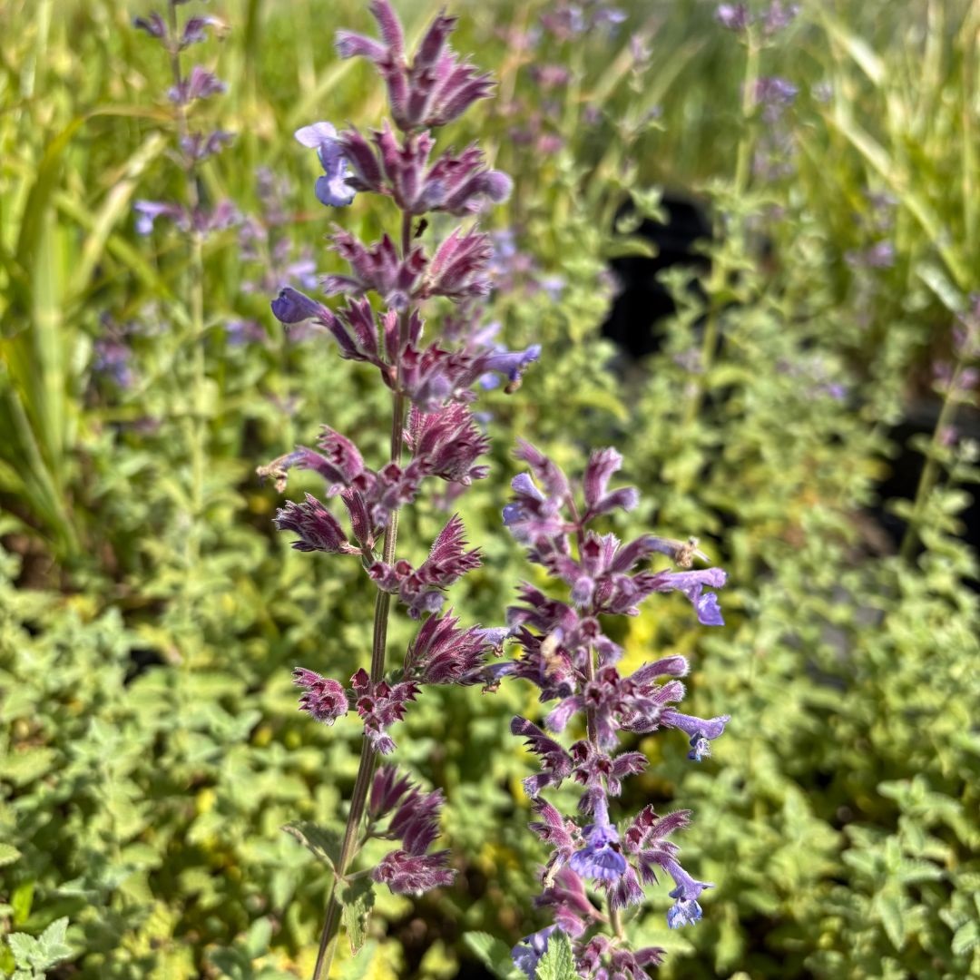 Nepeta faassenii 'Six Hills Giant' (Kattenkruid)