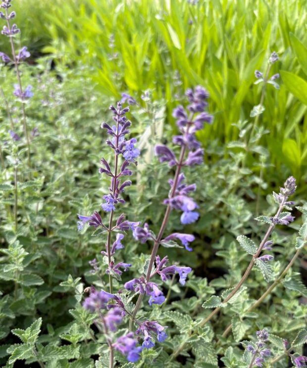 Nepeta faassenii 'Walker's Low' (Kattenkruid)