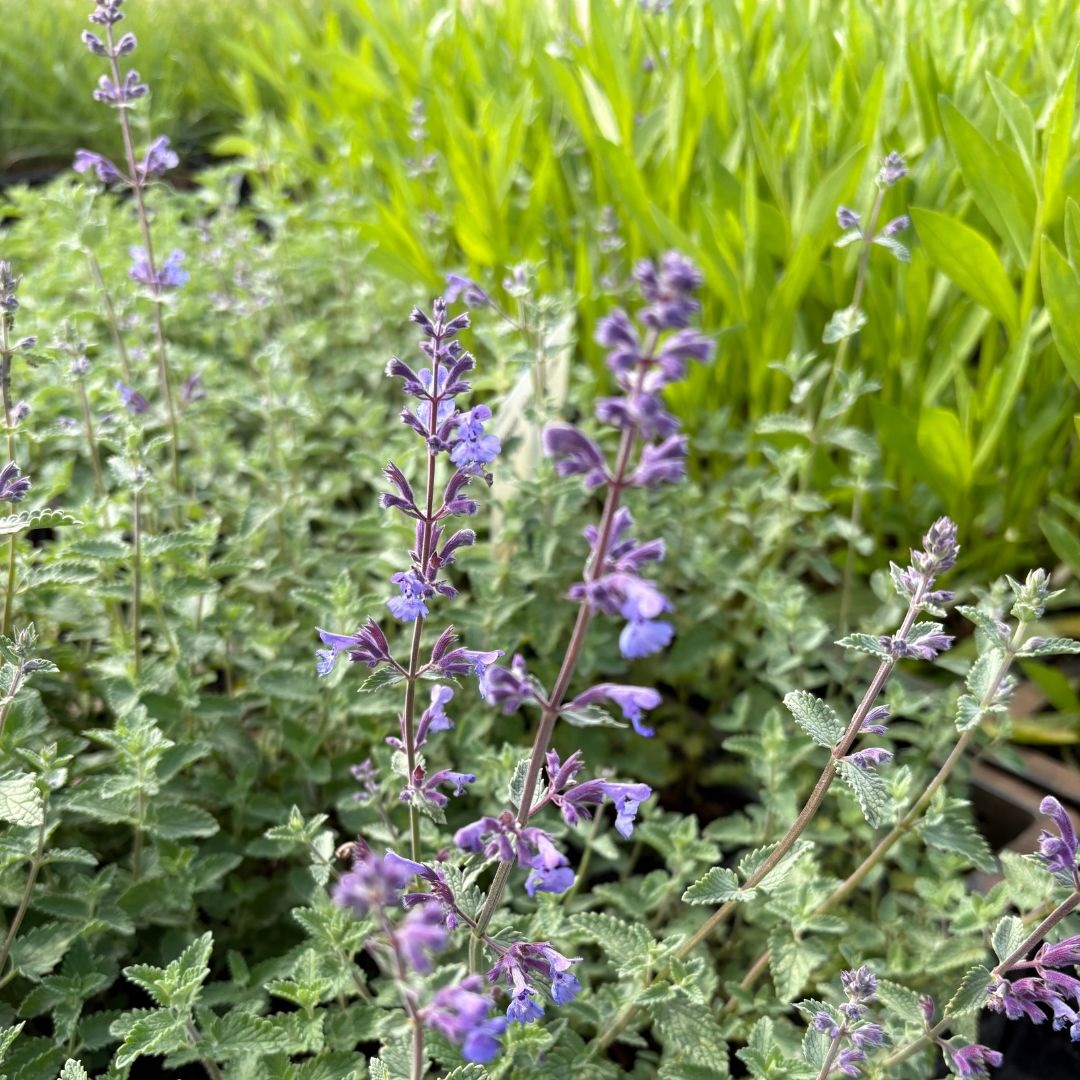 Nepeta faassenii 'Walker's Low' (Kattenkruid)