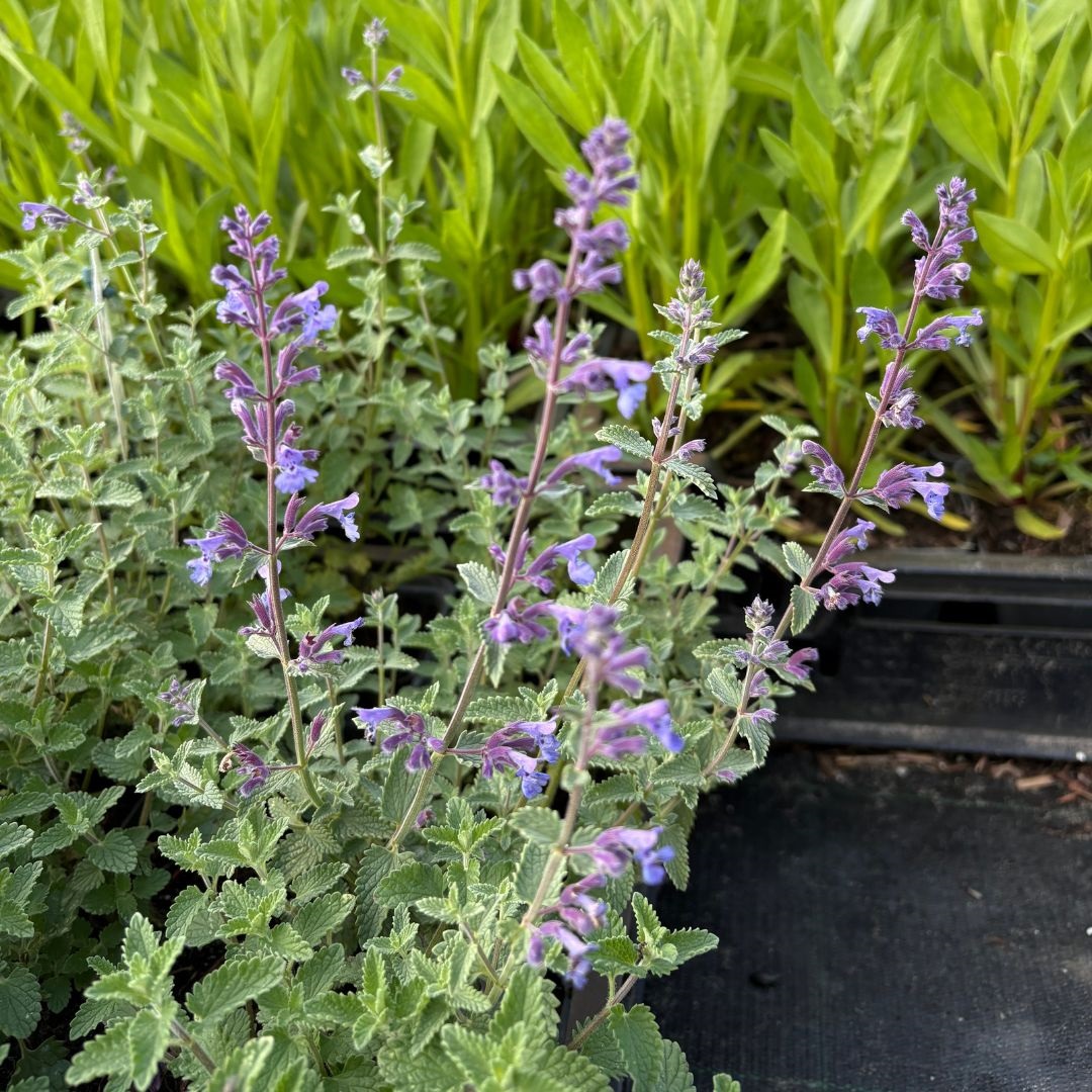 Nepeta faassenii 'Walker's Low' (Kattenkruid)