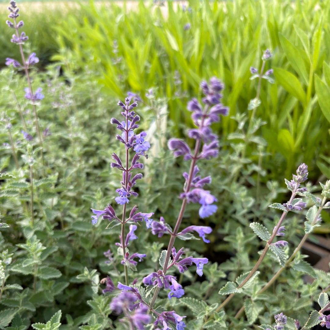 Nepeta faassenii 'Walker's Low' (Kattenkruid)